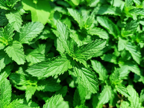 Menthol/Mint Flavour 100ml Shortfills